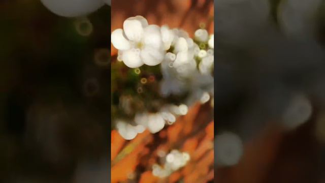 ДОБРА ВСЕМ ! НАИЛУЧШИЕ ПОЖЕЛАНИЯ ИЗ ВОРОНЕЖСКОЙ ОБЛАСТИ ! mp4 смотреть онлайн