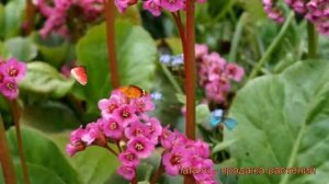 Бадан гибридный Винтерглют (bergenia gibrida) ? обзор: как сажать, рассада бадана Винтерглют