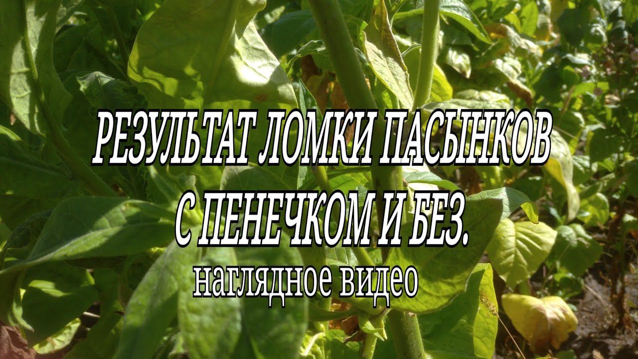 РЕЗУЛЬТАТ ЛОМКИ ПАСЫНКОВ С ПЕНЬКОМ И БЕЗ (7 сентября 2021 г. ) смотреть онлайн