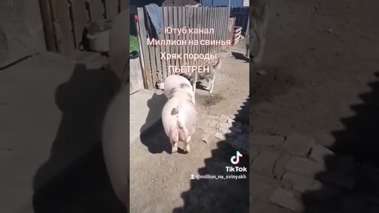 @million_on_pigs #хозяйство #pig #деревня #животные #piggy #пьетрен макстер смотреть онлайн