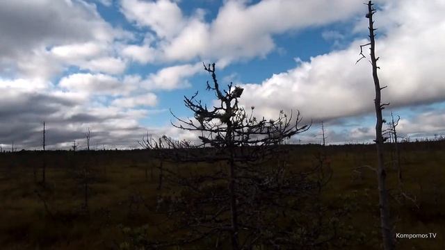 За клюквой (болото Малая Чисть) смотреть онлайн