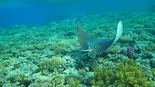 "Stella di mare makadi" скат орляк у понтона смотреть онлайн