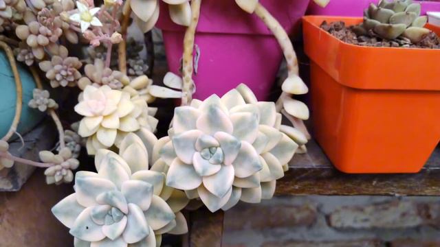 SUCULENTAS VARIEGADAS ✨✨ смотреть онлайн