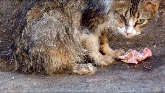 Уродливый кот/грустные видео до слез/самое грустное видео смотреть онлайн