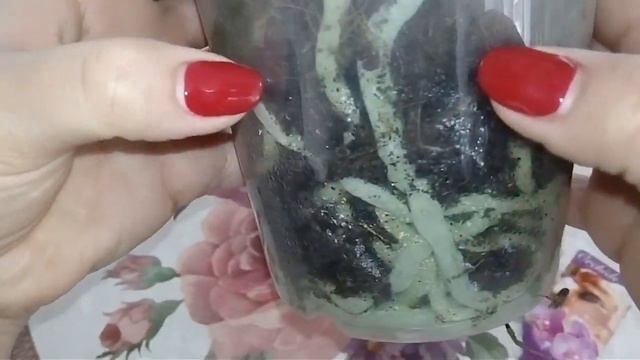 #орхидеи#новая красотка в моей коллекции смотреть онлайн