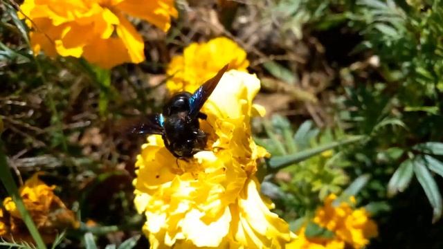 ПЧЕЛА-ПЛОТНИК смотреть онлайн