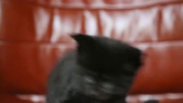 Помет О 1 месяц котики 1 и 2 смотреть онлайн