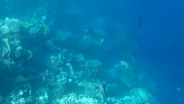 Koraly a ryby hotel Al-Nabila Grand Makadi Bay 2 смотреть онлайн