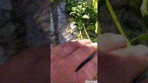 #ВЕСЕННИЕ #черенкование самшита, ? черенков из 5веточек САМШИТА