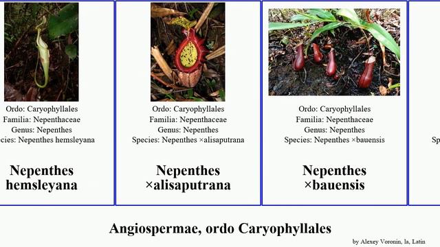 Angiospermae, ordo Caryophyllales nepenthes mammillaria cerastium opuntia invicta agg alpina ovata смотреть онлайн