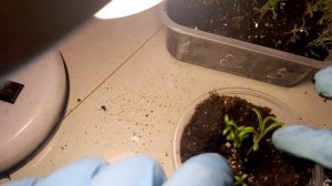 Пересадка ПОРТУЛАКА!!