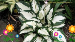Хоста гибридная Огонь и лед. Краткий обзор, описание характеристик hosta Fire and Ice