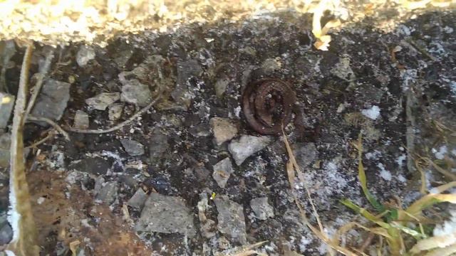 Ящерица зимовка