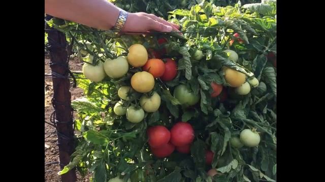 Томат розовая катя, сорт помидоры, урожайность, отзывы, фото, описание смотреть онлайн