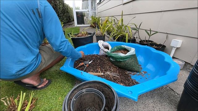 Repotting My Cymbidium Orchids - Fun and Easy 🙈🙉🙊🌸🌾🌺 смотреть онлайн