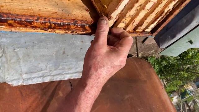 Расширяем итальянок на мёд смотреть онлайн