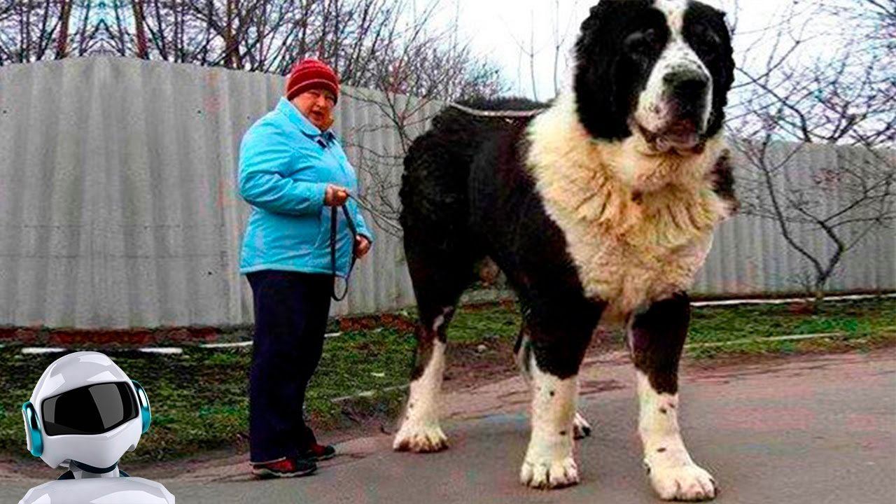 САМЫЕ БОЛЬШИЕ СОБАКИ В МИРЕ / ТОП 10 смотреть онлайн