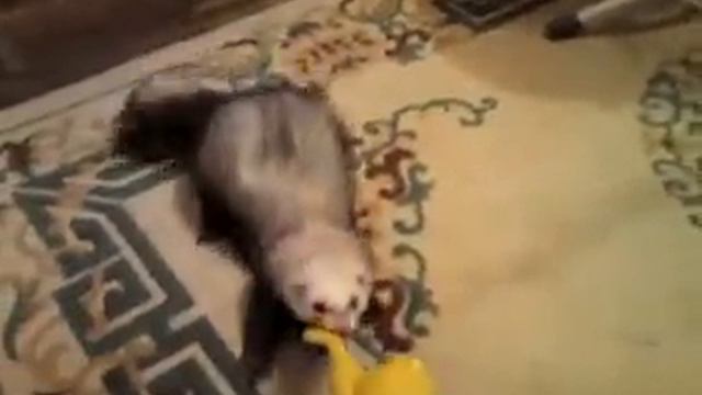 Хорь жестоко загрыз утку! смотреть онлайн