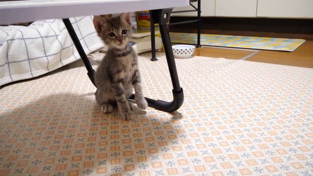 ひとりぼっちは寂しいからと子猫のベッドにそっと忍び込む子猫【赤ちゃん猫　保護猫】 смотреть онлайн