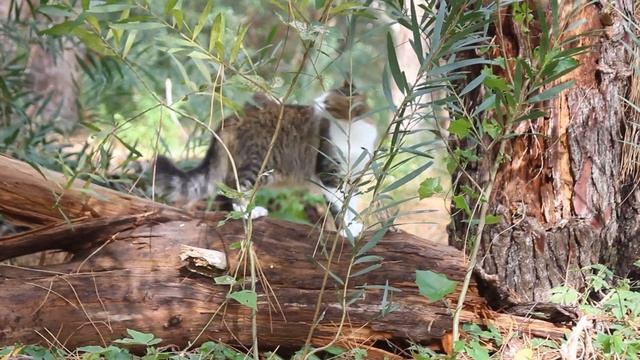 Impact des chats domestiques sur la biodiversité locale смотреть онлайн