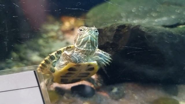 Красноухая черепаха - всё необходимое для содержания