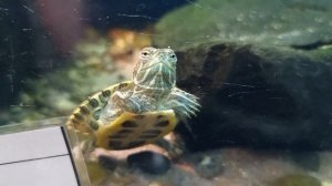 Красноухая черепаха - всё необходимое для содержания