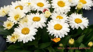 Нивяник обыкновенный Мадонна (leucanthemum madonna) ? обзор: как сажать, семена нивяника Мадонна