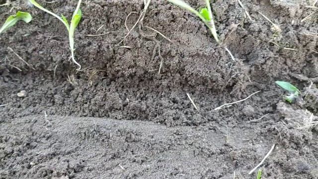 Высаживаю рассаду Бессмертника./ Хризантемы из семян прижились и пошли в рост. смотреть онлайн