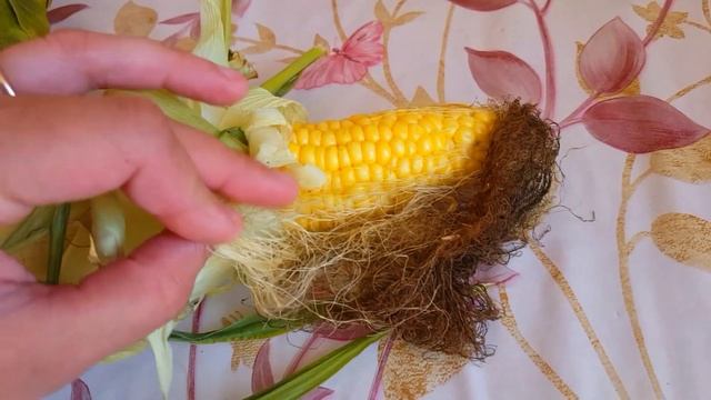 Вырастили ПОДСОЛНУХ И КУКУРУЗУ. СКОЛЬКО СЕМЕЧЕК В ПОДСОЛНУХЕ смотреть онлайн