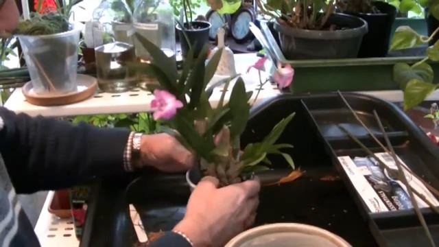 Repotting No ID Den Phal смотреть онлайн