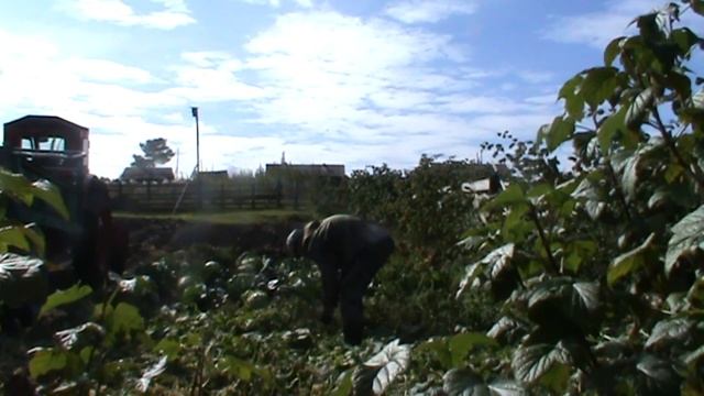 т 40 ам погнул крыло; убрал огород; умные гуси смотреть онлайн