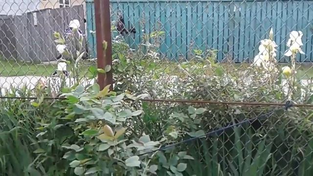 Прекрасные маки,бородатые ирисы,полевые ромашки и другие цветы.Beautiful poppies, bearded irises. смотреть онлайн