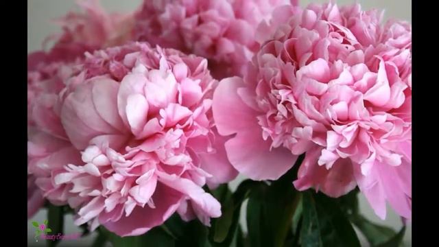 ESTEE LAUDER Pleasures Bloom Парфюмированная Вода Спрей смотреть онлайн