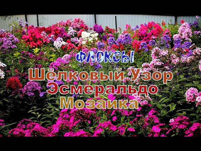 Флоксы Шёлковый Узор, Эсмеральдо, Мозаика смотреть онлайн