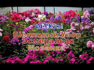 Флоксы Шёлковый Узор, Эсмеральдо, Мозаика