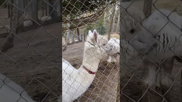 Забавные альпаки))?? #весна #альпаки #природа #латвия #королевствокроликов смотреть онлайн