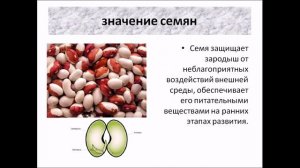 Рост и развитие растений (2). Биология 6 класс.