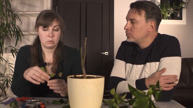 Прививка цитрусовых, прививка лимона, как привить лимон, как сделать прививку лимону