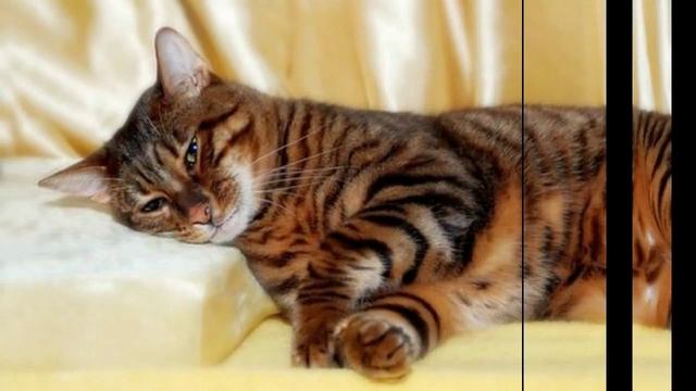 Тойгер, домашний Тигр, Породы кошек, описание смотреть онлайн