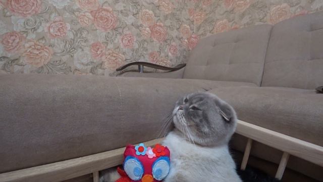 Котик Кевин ну очень доволен смотреть онлайн