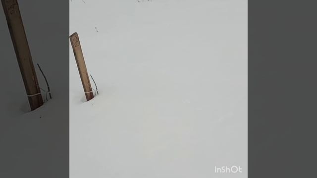 Саженцы Грецкого ореха Кочерженко,Песчанский, Кадрень зимой, Чернигов t-3. 겨울에 월넛 묘목, Chernihiv t-3 смотреть онлайн