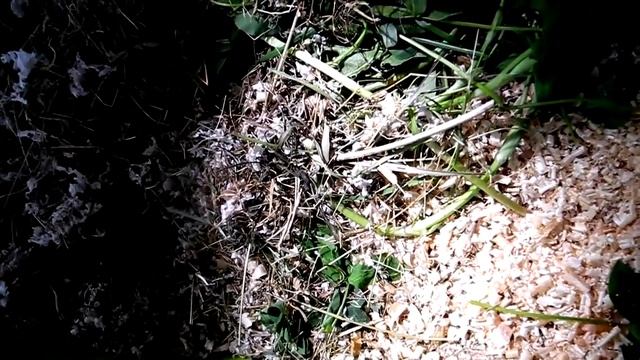 Ольхонская полевка в неволе смотреть онлайн