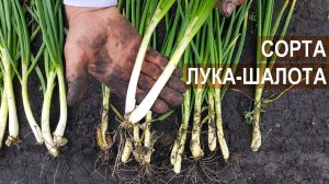 Сорта лука-шалот. Берёзовский аристократ, Любимец Урала. Патент и авторское свидетельство КФХ Алыева