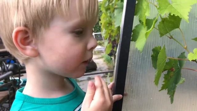 Первая дегустация кишмиша Велес. смотреть онлайн