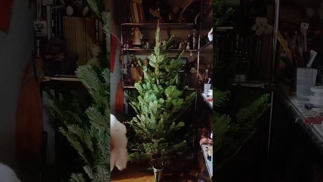 распаковка Датской пихты Норманда из Леруа Мерлен за 2990руб. смотреть онлайн
