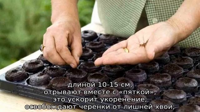 Туя Микки западная: описание, посадка и уход смотреть онлайн