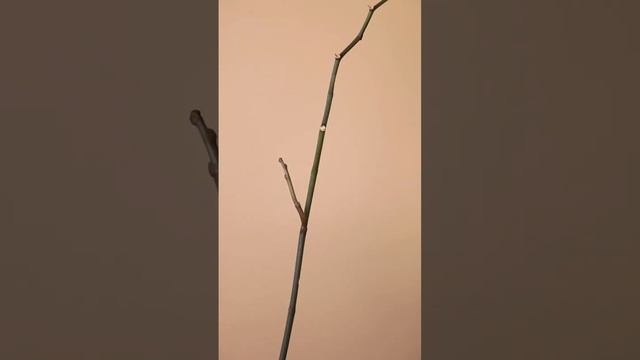 Как правильно обрезать цветонос у орхидеи? #орхидеи #орхидея #орхидеяфаленопсис #фаленопсис смотреть онлайн