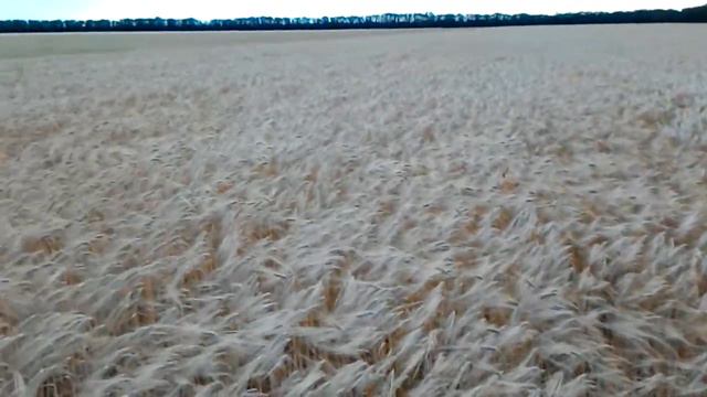 Озимий ячмінь -сорт "Девятий вал" смотреть онлайн