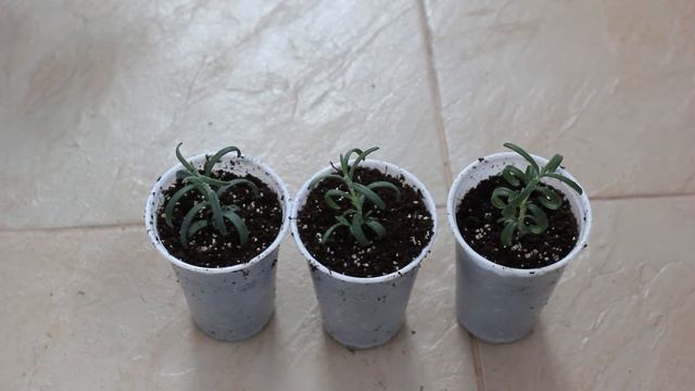 Розмарин из семян. Как ухаживать за сеянцами. Пересадка. //Валентина Земскова смотреть онлайн