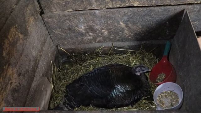 Как посадить курицу на яйцо. Результат на все 100% смотреть онлайн